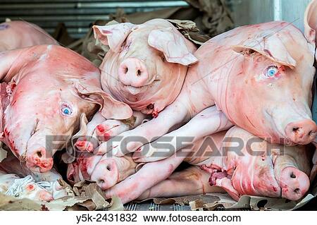 New York, USA. Stack of recently slaughtered pigs and hogs in the back of a delivery truck on 8th Avenue, Brooklyn. View Large Photo Image Stock Image - New York, USA. Stack of recently slaughtered pigs and hogs in the back of a delivery truck on 8th Avenue, Brooklyn.. Fotosearch