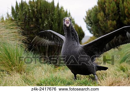 Stock Photograph - Northern Giant Petrel (Macronectes halli) between tussock grass, spreading wings, sub-antarctic Campbell island, New Zealand.. Fotosearch