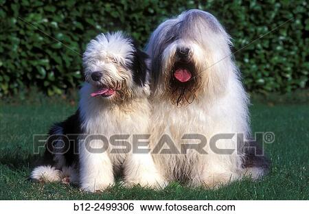 Old english sheepdog - Adult and pup - (Canis familiaris). Bobtail. View Large Photo Image Stock Photograph - Old english sheepdog - Adult and pup - (Canis familiaris). Bobtail.. Fotosearch
