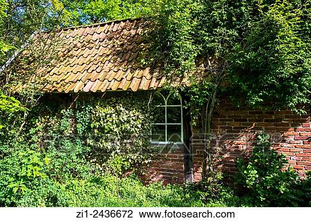 old shed covered with ivy in eastern holland View Large Photo Image Stock Image - old shed covered with ivy in eastern holland. Fotosearch