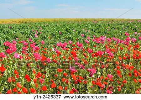 Opium Poppy, Papaver somniferum, and Corn Poppy, Papaver rhoeas, Field, Summer, Germerode, Hoher Meissner, Werra Meissner District, Hesse, Germany. View Large Photo Image Stock Photo - Opium Poppy, Papaver somniferum, and Corn Poppy, Papaver rhoeas, Field, Summer, Germerode, Hoher Meissner, Werra Meissner District, Hesse, Germany.. Fotosearch