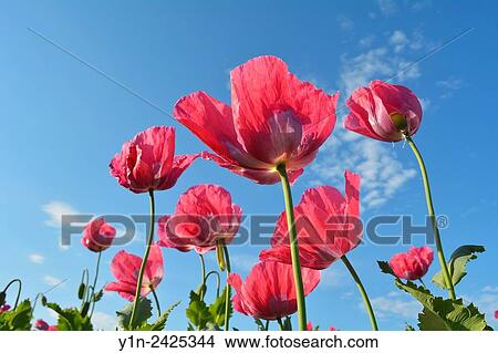 Opium Poppy, Papaver somniferum, Summer, Germerode, Hoher Meissner, Werra Meissner District, Hesse, Germany. View Large Photo Image Picture - Opium Poppy, Papaver somniferum, Summer, Germerode, Hoher Meissner, Werra Meissner District, Hesse, Germany.. Fotosearch
