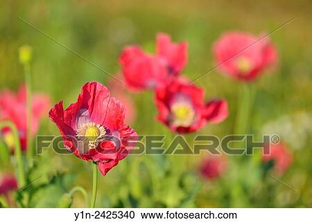 Opium Poppy, Papaver somniferum, Summer, Germerode, Hoher Meissner, Werra Meissner District, Hesse, Germany. View Large Photo Image Stock Image - Opium Poppy, Papaver somniferum, Summer, Germerode, Hoher Meissner, Werra Meissner District, Hesse, Germany.. Fotosearch