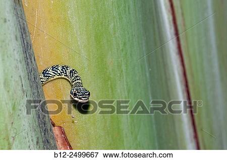 Stock Photo - Ornate Flying Snake - Head - Chrysopelea ornata - Thailand -. Fotosearch