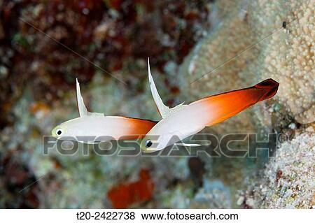 Pair of Fire Goby, Nemateleotris magnifica, Osprey Reef, Coral Sea, Australia. View Large Photo Image Stock Photo - Pair of Fire Goby, Nemateleotris magnifica, Osprey Reef, Coral Sea, Australia.. Fotosearch