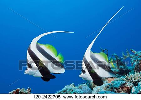 Pair of Longfin Bannerfish, Heniochus acuminatus, Great Barrier Reef, Australia. View Large Photo Image Stock Photography - Pair of Longfin Bannerfish, Heniochus acuminatus, Great Barrier Reef, Australia.. Fotosearch
