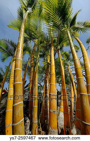 Palm trees at Loro Parque, parrot park, Puerto de la Cruz, Tenerife, Canary Islands, Spain, Europe View Large Photo Image Stock Photo - Palm trees at Loro Parque, parrot park, Puerto de la Cruz, Tenerife, Canary Islands, Spain, Europe. Fotosearch
