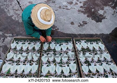 peddler. A fishmonger selling cuttlefish, in fishing Port, Katsuura, Nachikatsuura, Kumano Kodo, Nakahechi route, Wakayama, Kinki, Japan. View Large Photo Image Stock Image - peddler. A fishmonger selling cuttlefish, in fishing Port, Katsuura, Nachikatsuura, Kumano Kodo, Nakahechi route, Wakayama, Kinki, Japan.. Fotosearch