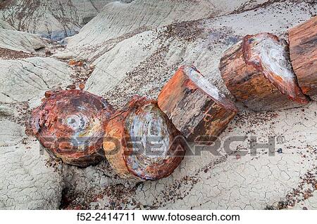 Petrified wood, Petrified Forest National Park, Arizona, USA, America. View Large Photo Image Stock Image - Petrified wood, Petrified Forest National Park, Arizona, USA, America.. Fotosearch