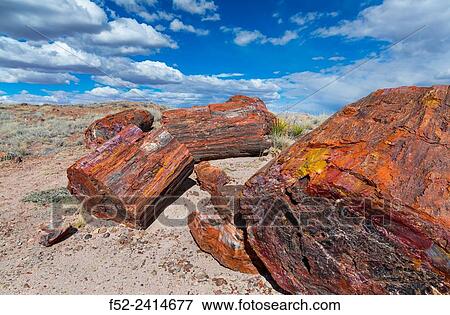 Petrified wood, Petrified Forest National Park, Arizona, USA, America. View Large Photo Image Stock Photo - Petrified wood, Petrified Forest National Park, Arizona, USA, America.. Fotosearch