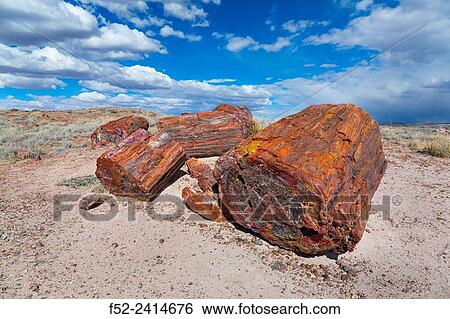 Petrified wood, Petrified Forest National Park, Arizona, USA, America. View Large Photo Image Stock Photograph - Petrified wood, Petrified Forest National Park, Arizona, USA, America.. Fotosearch