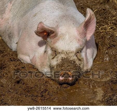 Pig, Iceland. View Large Photo Image Picture - Pig, Iceland.. Fotosearch
