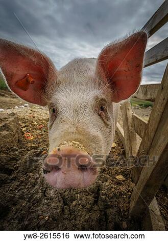Pig, Iceland. View Large Photo Image Stock Photograph - Pig, Iceland.. Fotosearch