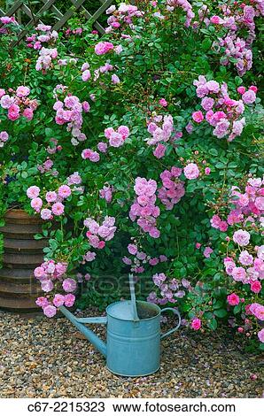 Pink Climbing roses View Large Photo Image Stock Image - Pink Climbing roses. Fotosearch