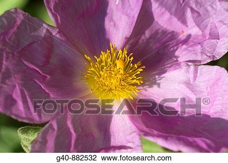 Pink Rock Rose (Cistus incanus) View Large Photo Image Stock Image - Pink Rock Rose (Cistus incanus). Fotosearch