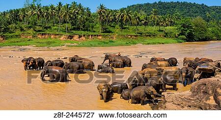 Pinnawala Elephant Orphanage, elephants in the Maha Oya River near Kegalle in the Hill Country of Sri Lanka, Asia. View Large Photo Image Stock Photo - Pinnawala Elephant Orphanage, elephants in the Maha Oya River near Kegalle in the Hill Country of Sri Lanka, Asia.. Fotosearch