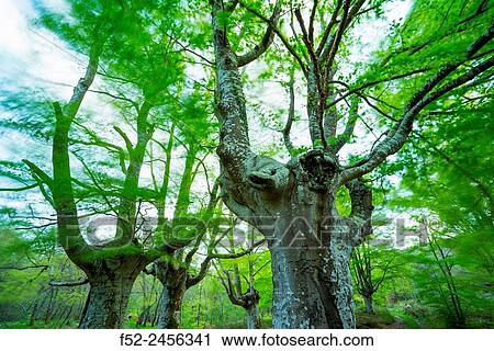 Pollarded trees, Beech forest, Sarria, Gorbeia Natural Park, Alava, Basque Country, Spain, Europe. View Large Photo Image Stock Image - Pollarded trees, Beech forest, Sarria, Gorbeia Natural Park, Alava, Basque Country, Spain, Europe.. Fotosearch