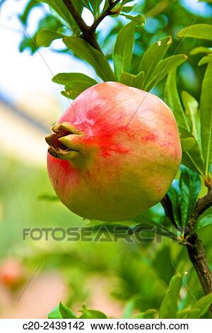 Stock Image - Pomegranate on tree, venetian garden, Venice, Venetia, italy.. Fotosearch