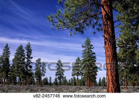 Ponderosa Pine Pinus Ponderosa At Cabin Lake Campground