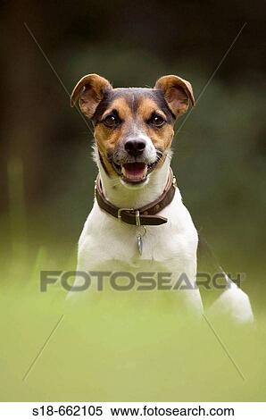 Portrait of a Jack Russel Terrier. Germany. View Large Photo Image Stock Photography - Portrait of a Jack Russel Terrier. Germany.. Fotosearch