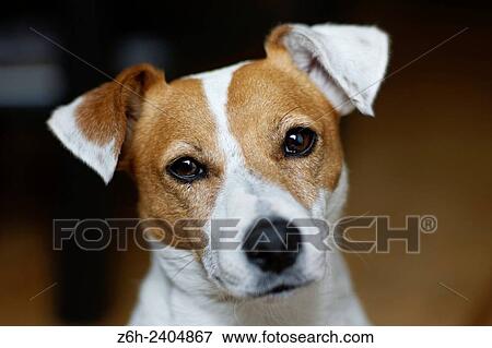 Portrait of Jack Russell terrier. View Large Photo Image Stock Photo - Portrait of Jack Russell terrier.. Fotosearch