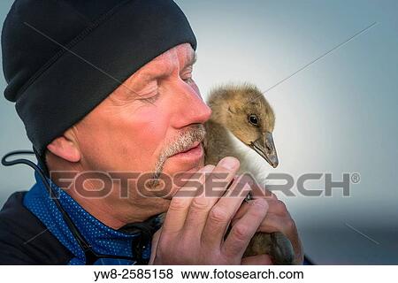 Portrait of male with a small duckling, Flatey Island, Iceland. View Large Photo Image Stock Photo - Portrait of male with a small duckling, Flatey Island, Iceland.. Fotosearch