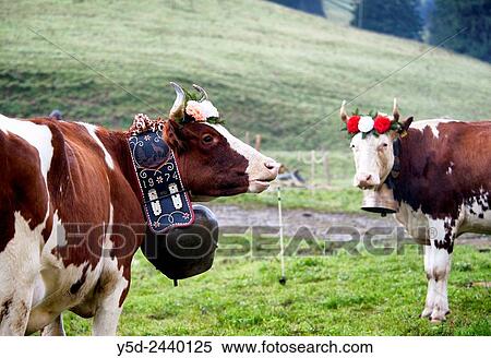 portrait of Swiss cows decorated with flowers and huge bell, desalpes ceremony - cows coming back from high pastures for the winter, Charmey, Fribourg canton, Freiburg canton, Switzerland. View Large Photo Image Stock Photography - portrait of Swiss cows decorated with flowers and huge bell, desalpes ceremony - cows coming back from high pastures for the winter, Charmey, Fribourg canton, Freiburg canton, Switzerland.. Fotosearch