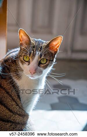 Portrait of tabby and white cat at home. View Large Photo Image Stock Photograph - Portrait of tabby and white cat at home.. Fotosearch