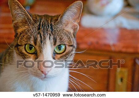 Portrait of tabby and white cat looking at the camera. Close view. View Large Photo Image Stock Photo - Portrait of tabby and white cat looking at the camera. Close view.. Fotosearch