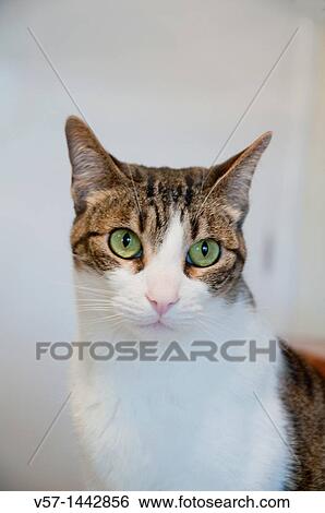 Portrait of tabby and white cat View Large Photo Image Stock Photograph - Portrait of tabby and white cat. Fotosearch