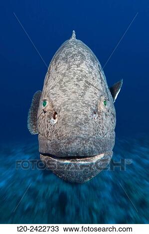Potato Cod, Epinephelus tukula, Osprey Reef, Coral Sea, Australia. View Large Photo Image Stock Image - Potato Cod, Epinephelus tukula, Osprey Reef, Coral Sea, Australia.. Fotosearch