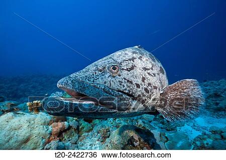 Potato Cod, Epinephelus tukula, Osprey Reef, Coral Sea, Australia. View Large Photo Image Stock Photograph - Potato Cod, Epinephelus tukula, Osprey Reef, Coral Sea, Australia.. Fotosearch
