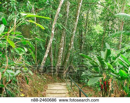 Stock Photograph - Premontane rainforest, Paracotos, Venezuela. Fotosearch