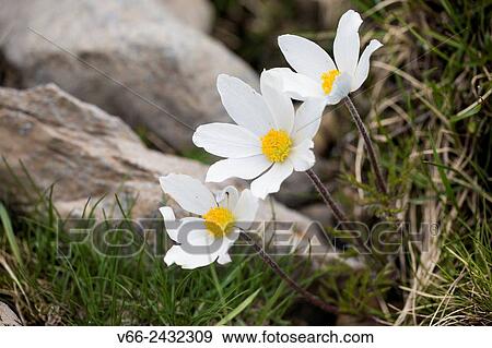 pulsatilla alpina. View Large Photo Image Stock Photo - pulsatilla alpina.. Fotosearch
