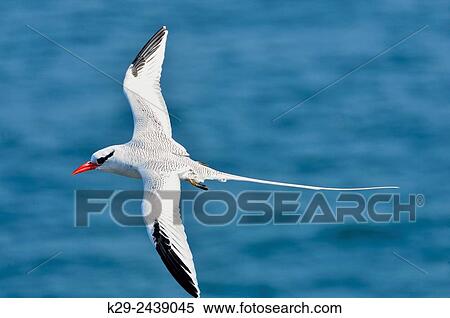 Stock Photography - Red-billed Tropicbird (Phaethon aethereus), Galapagos Islands National Park, South Plaza Island, Ecuador.. Fotosearch