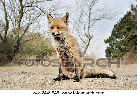 Stock Photo - Red Fox (Vulpes vulpes) sitting close up looking at camera, Netherlands.. Fotosearch