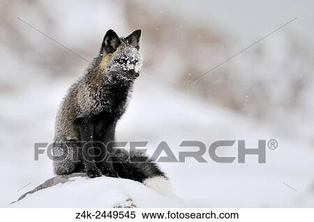 Red fox (Vulpes vulpes) with melanism, the so called Silver fox with snow on his face, sitting on a rock, Churchill, Manitoba, Canada. View Large Photo Image Stock Photography - Red fox (Vulpes vulpes) with melanism, the so called Silver fox with snow on his face, sitting on a rock, Churchill, Manitoba, Canada.. Fotosearch