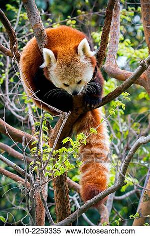 Red Panda (ailurus fulgens) up in tree View Large Photo Image Stock Photography - Red Panda (ailurus fulgens) up in tree. Fotosearch