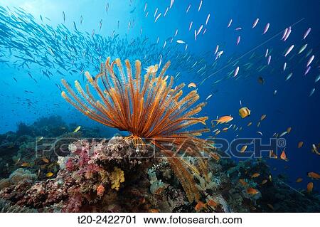 Reef Scene with Crinoid and Fishes, Great Barrier Reef, Australia. View Large Photo Image Stock Image - Reef Scene with Crinoid and Fishes, Great Barrier Reef, Australia.. Fotosearch
