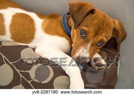 Relaxing mixed breed puppy. View Large Photo Image Stock Image - Relaxing mixed breed puppy.. Fotosearch