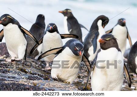 Rockhopper penguin Eudyptes chrysocome, subspecies southern rockhopper penguin Eudyptes chrysocome chrysocome. Penguins on beach relaxing before climbing up a steep cliff to their rookery. South America, Falkland Islands, January View Large Photo Image Stock Image - Rockhopper penguin Eudyptes chrysocome, subspecies southern rockhopper penguin Eudyptes chrysocome chrysocome. Penguins on beach relaxing before climbing up a steep cliff to their rookery. South America, Falkland Islands, January. Fotosearch