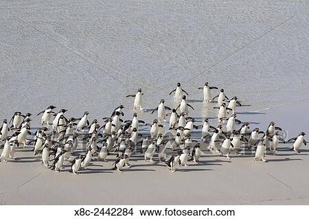 Picture - Rockhopper penguin (Eudyptes chrysocome), subspecies southern rockhopper penguin (Eudyptes chrysocome chrysocome). landing as a group to give individuals safety in numbers. South America, Falkland Islands, January.. Fotosearch