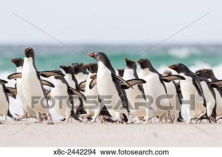 Rockhopper penguin (Eudyptes chrysocome), subspecies southern rockhopper penguin (Eudyptes chrysocome chrysocome). landing as a group to give individuals safety in numbers, crossing the wet beach. South America, Falkland Islands, January. View Large Photo Image Picture - Rockhopper penguin (Eudyptes chrysocome), subspecies southern rockhopper penguin (Eudyptes chrysocome chrysocome). landing as a group to give individuals safety in numbers, crossing the wet beach. South America, Falkland Islands, January.. Fotosearch