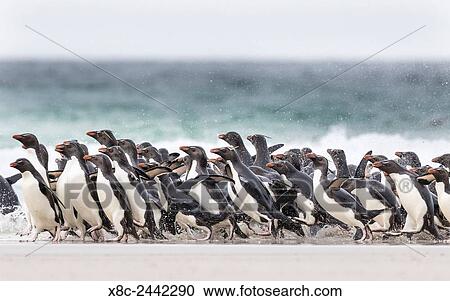 Rockhopper penguin (Eudyptes chrysocome), subspecies southern rockhopper penguin (Eudyptes chrysocome chrysocome). landing as a group to give individuals safety in numbers, crossing the wet beach. South America, Falkland Islands, January. View Large Photo Image Stock Image - Rockhopper penguin (Eudyptes chrysocome), subspecies southern rockhopper penguin (Eudyptes chrysocome chrysocome). landing as a group to give individuals safety in numbers, crossing the wet beach. South America, Falkland Islands, January.. Fotosearch