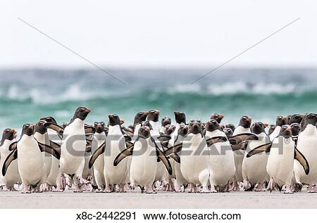 Rockhopper penguin (Eudyptes chrysocome), subspecies southern rockhopper penguin (Eudyptes chrysocome chrysocome). landing as a group to give individuals safety in numbers, crossing the wet beach. South America, Falkland Islands, January. View Large Photo Image Stock Image - Rockhopper penguin (Eudyptes chrysocome), subspecies southern rockhopper penguin (Eudyptes chrysocome chrysocome). landing as a group to give individuals safety in numbers, crossing the wet beach. South America, Falkland Islands, January.. Fotosearch