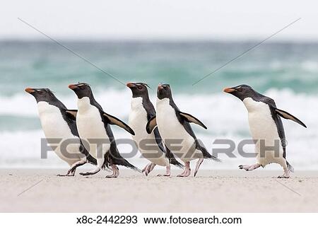 Rockhopper penguin (Eudyptes chrysocome), subspecies southern rockhopper penguin (Eudyptes chrysocome chrysocome). landing as a group to give individuals safety in numbers, crossing the wet beach. South America, Falkland Islands, January. View Large Photo Image Stock Image - Rockhopper penguin (Eudyptes chrysocome), subspecies southern rockhopper penguin (Eudyptes chrysocome chrysocome). landing as a group to give individuals safety in numbers, crossing the wet beach. South America, Falkland Islands, January.. Fotosearch