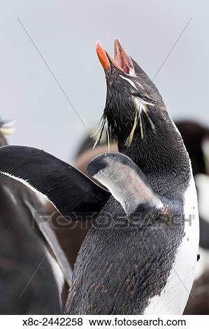 Rockhopper penguin (Eudyptes chrysocome), subspecies southern rockhopper penguin (Eudyptes chrysocome chrysocome). South America, Falkland Islands, January. View Large Photo Image Stock Photo - Rockhopper penguin (Eudyptes chrysocome), subspecies southern rockhopper penguin (Eudyptes chrysocome chrysocome). South America, Falkland Islands, January.. Fotosearch