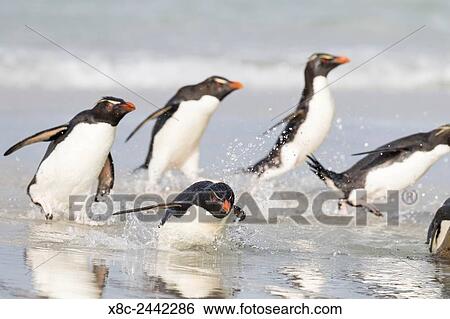Rockhopper penguin (Eudyptes chrysocome), subspecies southern rockhopper penguin (Eudyptes chrysocome chrysocome). landing as a group to give individuals safety in numbers. South America, Falkland Islands, January. View Large Photo Image Stock Photograph - Rockhopper penguin (Eudyptes chrysocome), subspecies southern rockhopper penguin (Eudyptes chrysocome chrysocome). landing as a group to give individuals safety in numbers. South America, Falkland Islands, January.. Fotosearch