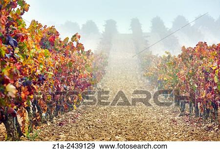 Rows of vines in a vineyard. Rioja alavesa wine route. Alava. Basque country. Spain. View Large Photo Image Stock Photo - Rows of vines in a vineyard. Rioja alavesa wine route. Alava. Basque country. Spain.. Fotosearch