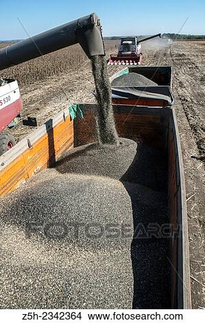 Picture - Russia, Combine harvester unloading sunflower seed into wagon. Fotosearch